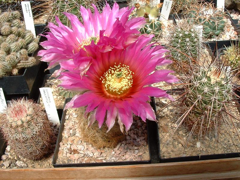 Echinocereus reichenbachii_2.JPG